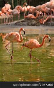 Two american flamingo  Phoenicopterus ruber  pink bird in pond. American flamingo Phoenicopterus ruber bird