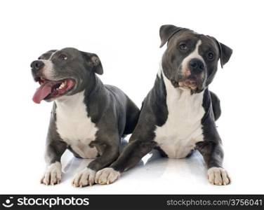 two american staffordshire terrierw in front of white background