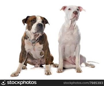 two american stafforshire terrier in front of white background
