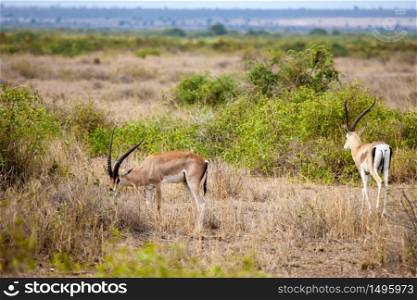 Two antelopes eating grass in the savannah of Kenya
