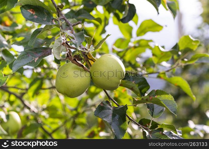 Two Apples hanging on an Apple Tree with blurry background