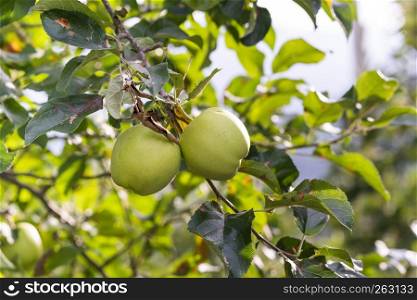 Two Apples hanging on an Apple Tree with blurry background