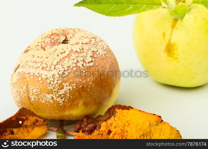 Two apples isolated on a white background