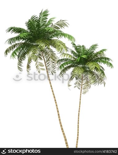 two Areca palm trees isolated on white background