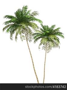 two Areca palm trees isolated on white background
