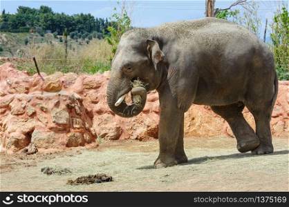 Two asian elephants and palm tree in Athans zoo. One asian elephants in a zoo