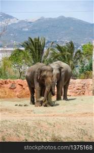 Two asian elephants and palm tree in Athans zoo. Two asian elephants in a zoo