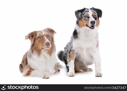 Two Australian Shepherd dogs. Two Australian Shepherd dogs in front of a white background