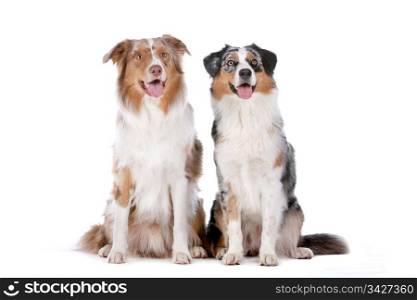 Two Australian Shepherd dogs. Two Australian Shepherd dogs in front of a white background