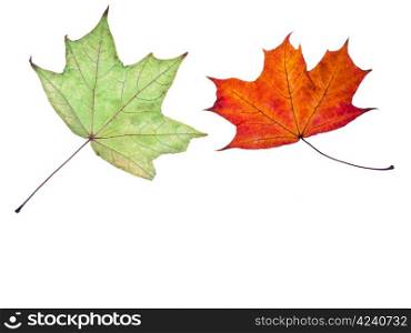 two autumn green and red maple leaves isolated on white background