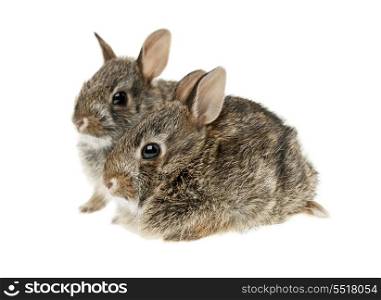 Two baby bunny rabbits. Portrait of two baby wild cottontail rabbits isolated on white background