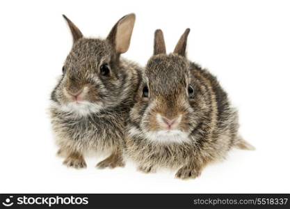 Two baby bunny rabbits. Portrait of two baby wild cottontail rabbits isolated on white background