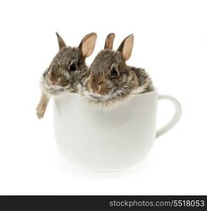 Two baby cottontail bunny rabbits in cup. Two baby wild cottontail rabbits in coffee mug isolated on white background