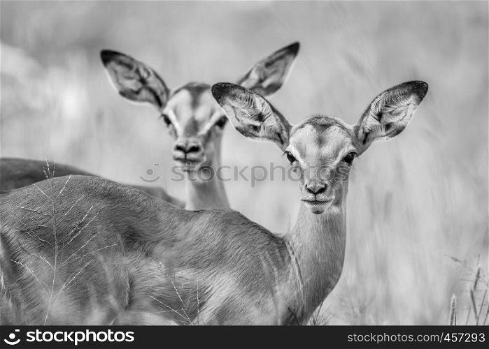 Two baby Impalas starring at the camera in black and white in the Kruger National Park, South Africa.