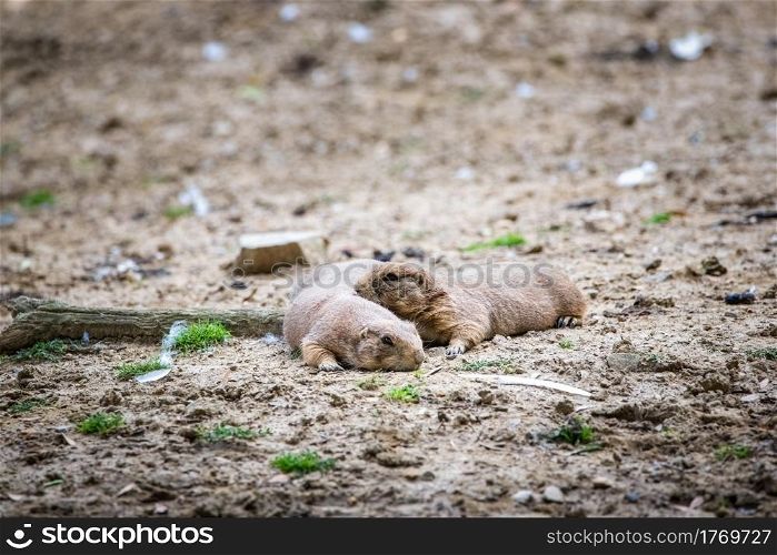 Two baby prairie dogs looking out of their burrow