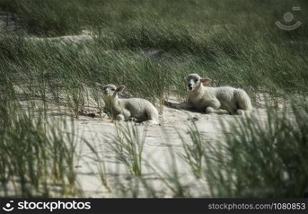 Two baby sheep lying on white sand between tall grass, on Sylt island coastline, at North Sea, Germany. Sunny beach day in northern Europe. Cute lambs