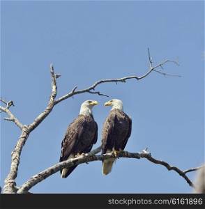 Two Bald Eagles Perched Against Blue Sky