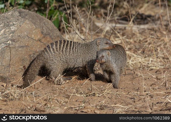 Two Banded Mongoose (Mungos mungo) in Chobe National Park in northern Botswana, Africa.