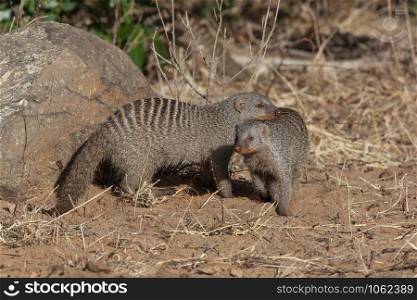 Two Banded Mongoose (Mungos mungo) in Chobe National Park in northern Botswana, Africa.