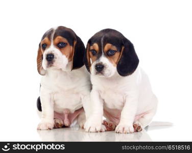 Two beautiful beagle puppies. Two beautiful beagle puppies isolated on a white background