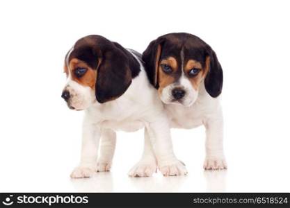 Two beautiful beagle puppies. Two beautiful beagle puppies isolated on a white background