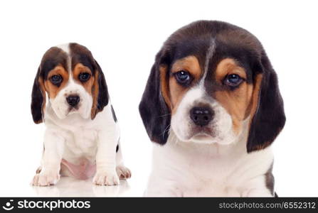 Two beautiful beagle puppies. Two beautiful beagle puppies isolated on a white background