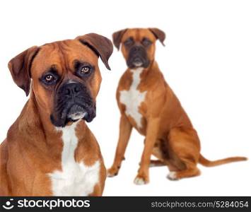 Two beautiful boxer dogs isolated on a white background