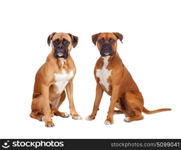 Two beautiful boxer dogs sitting isolated on a white background