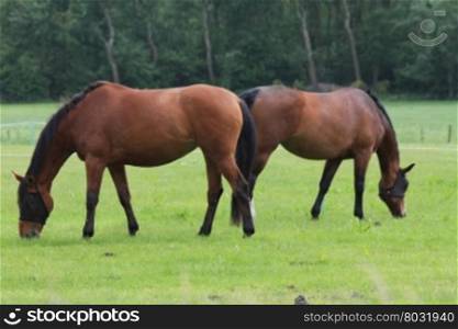 two beautiful brown horses in a meadow