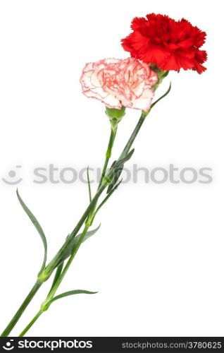 two beautiful carnation on a white background