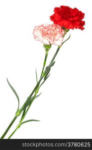 two beautiful carnation on a white background
