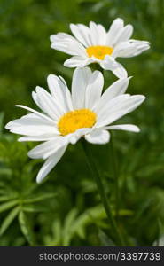 Two beautiful daisy