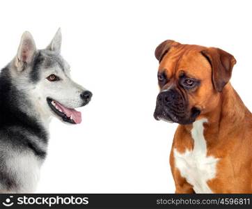Two beautiful dogs isolated on a white background