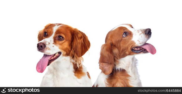 Two beautiful dogs isolated on a white background