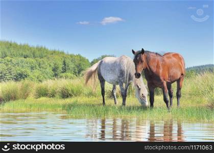 two beautiful horses grazing herb in a swamp
