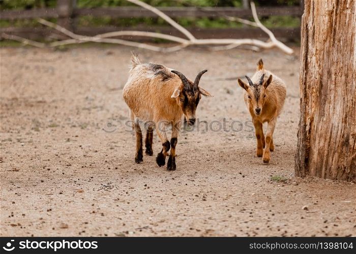 two beautiful little goats are walking in zoo in natural background. selective focus.. two beautiful little goats are walking in zoo in natural background. selective focus