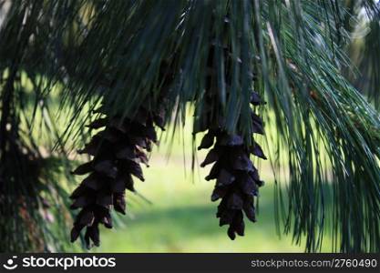 Two beautiful pine cones hanging on a pine tree branch in my back yard