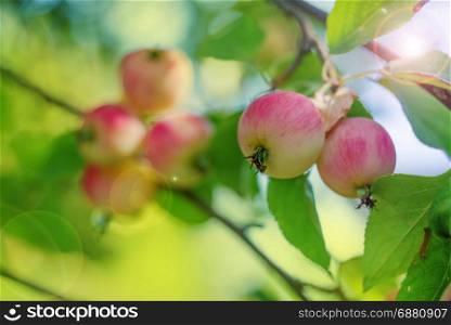 Two beautiful pink apples on a branch in a summer garden
