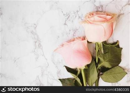two beautiful pink roses against marble textured backdrop