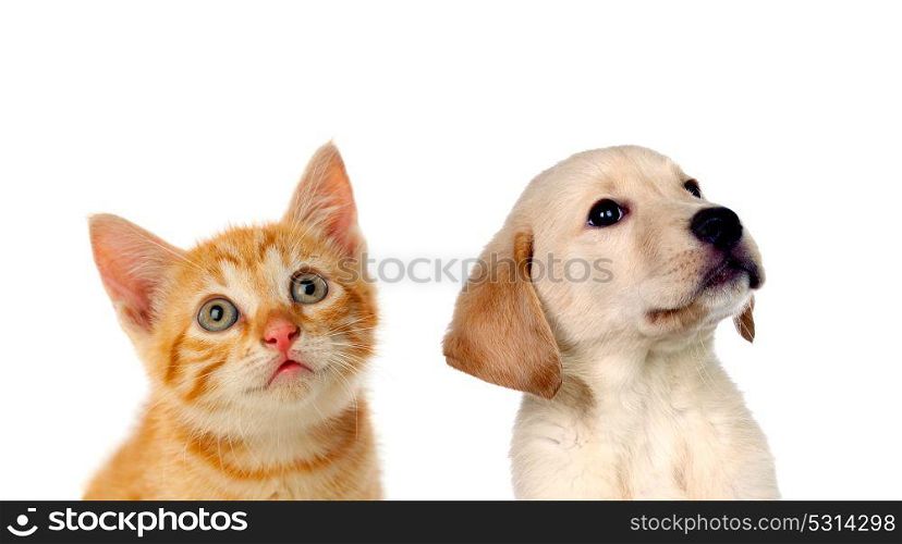 Two beautiful puppies, a cat and a dog, looking up isolated on a white background