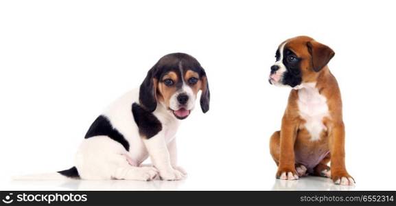 Two beautiful puppies. Two beautiful puppies isolated on a white background