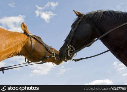 two beautiful stallions smelling on a blue sky