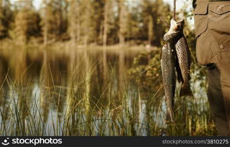Two beautiful trouts has got to catch, close-up - vertical tinted image, text space