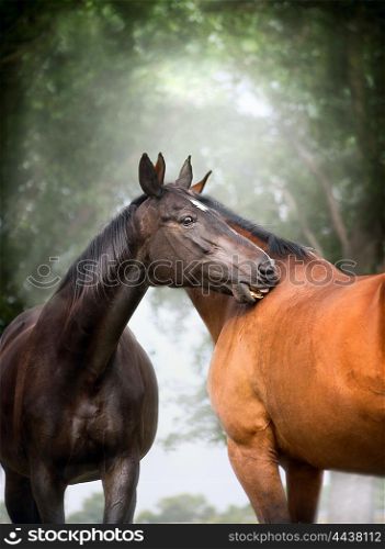 Two beautiful warm-blood dressage horses scratching each over big tree nature background