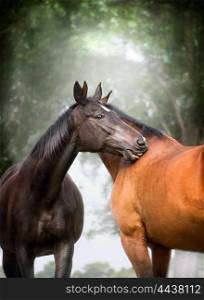 Two beautiful warm-blood dressage horses scratching each over big tree nature background