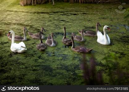 Two beautiful white swans protecting cygnets while swimming on lake