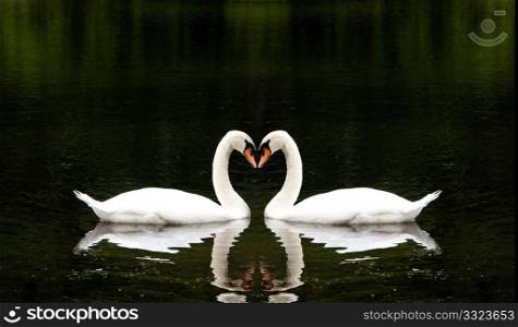 Two beautiful white swans romantically together creating a heart shape in a lake.