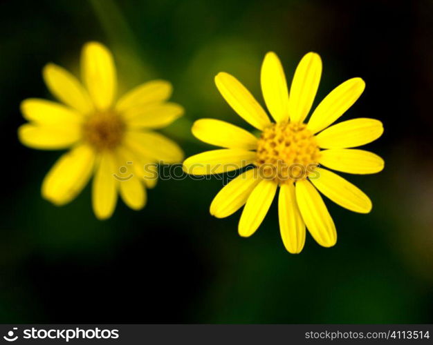 Two beautiful yellow flowers
