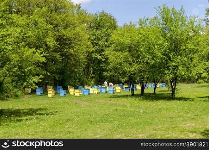Two bee-masters in veil at apiary work among hives, Zavet, Bulgaria