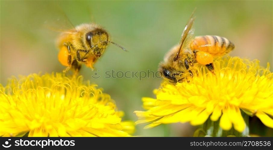 Two Bees and dandelion flower, series of dandelion.